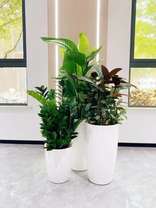 宁波花木租赁专业之选，打造别样绿色空间